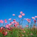 Spring Foward